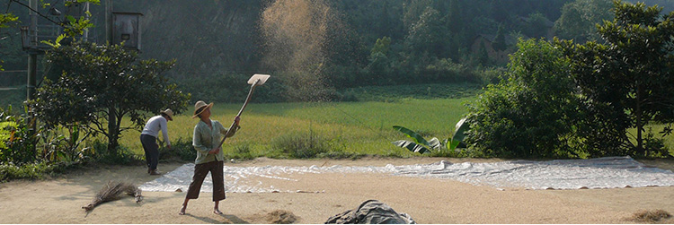 Last_Harvest-750x250
